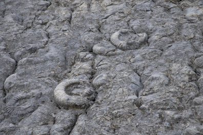 Ammonites - Dalle à ammonites de Dignes - détail